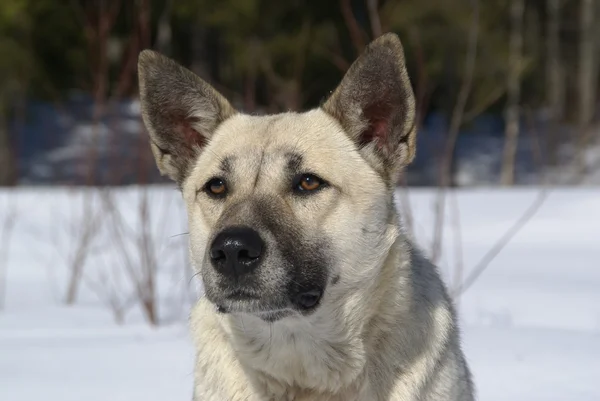 Vit hund i snöiga skogen — Stockfoto