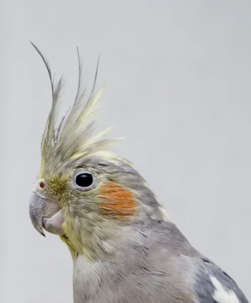 Nimfa παπαγάλος — Φωτογραφία Αρχείου