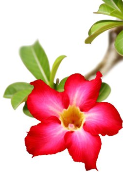 Desert rose flower clipart