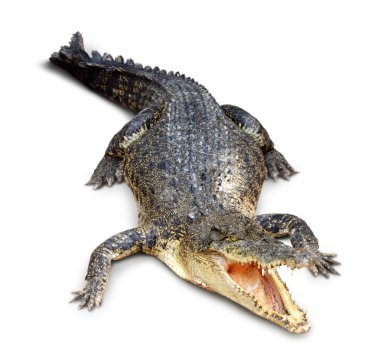 Crocodile clipart