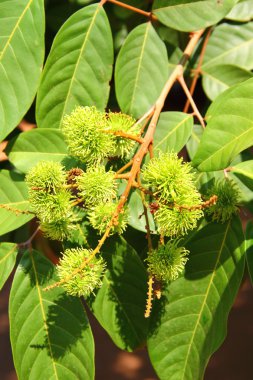 ağaç üzerindeki yeşil rambutan