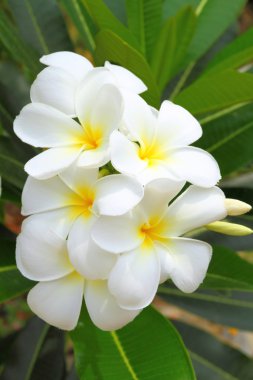 White Plumeria flowers clipart