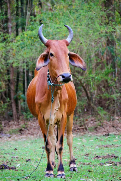 Vaca zebu — Fotografia de Stock