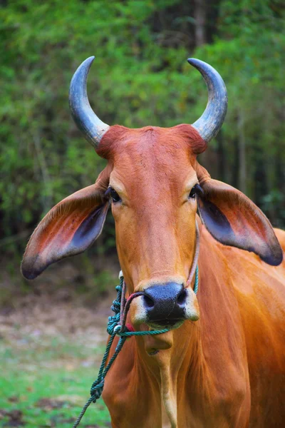 Retrato de vaca zebu — Fotografia de Stock