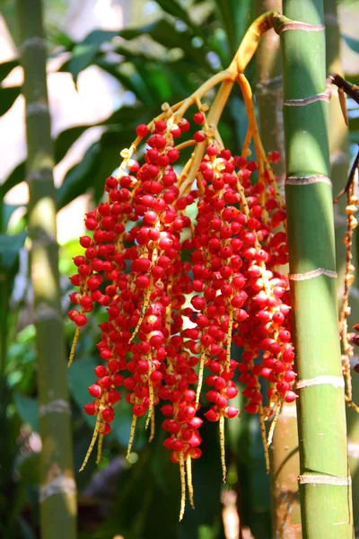 在一棵棕榈树上鲜艳的水果 — 图库照片