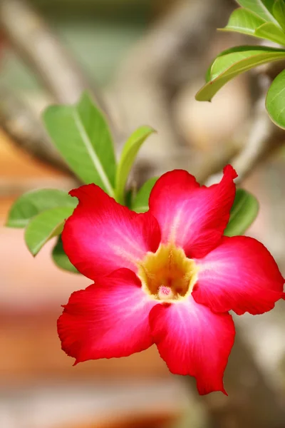 Desert rose flower — Stock Photo, Image