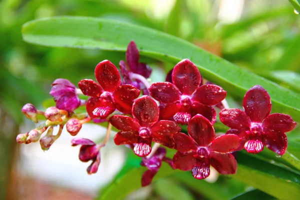 Burgundy orchid — Stock Photo, Image