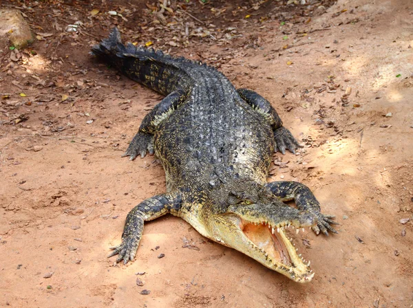 Krokodyl leżące na piasku — Zdjęcie stockowe