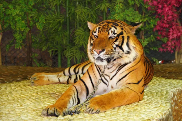 stock image Big red tiger