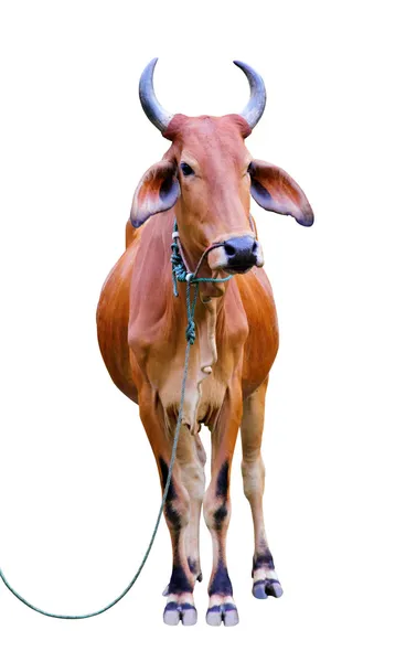 Зебу корови — стокове фото
