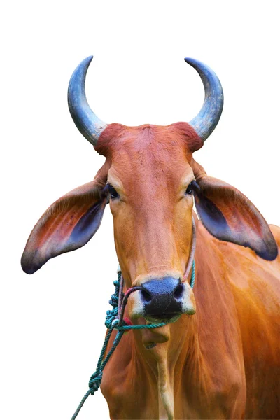 Portret krowy zebu — Zdjęcie stockowe