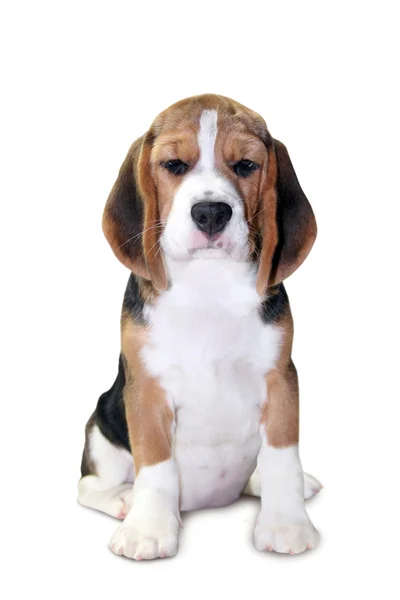 Beagle köpek yavrusu