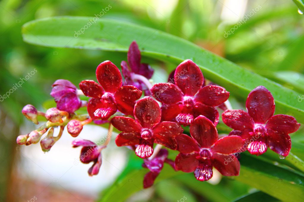Fotos de Orquideas vermelha, Imagens de Orquideas vermelha sem royalties |  Depositphotos