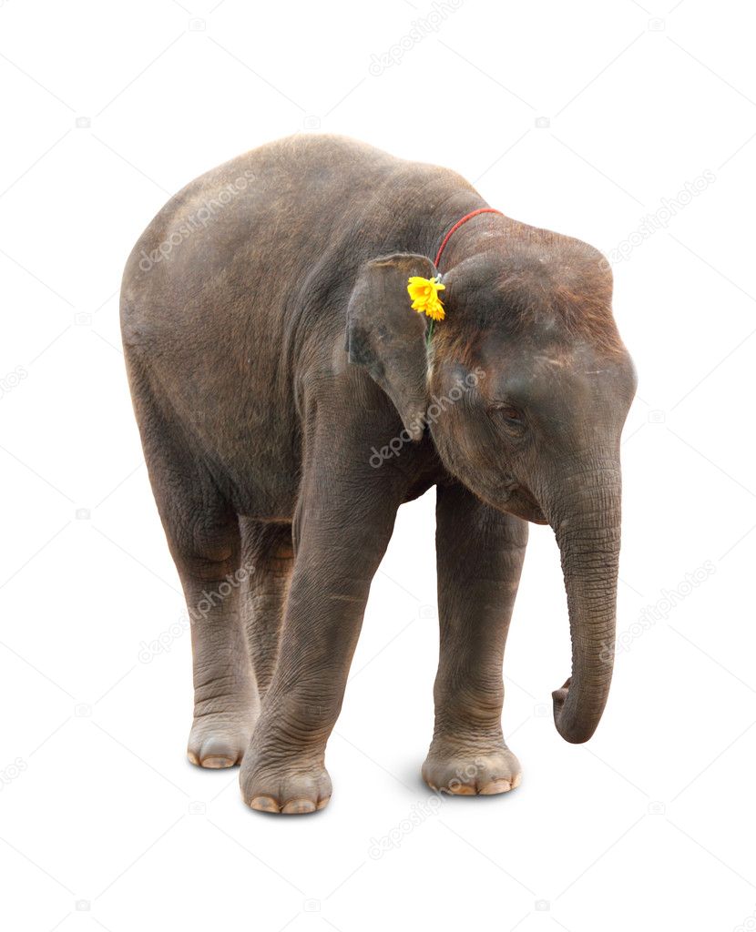 Little cute elephant