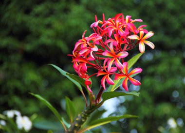 parlak pembe ve turuncu plumeria