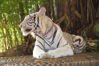 White tiger in zoo clipart