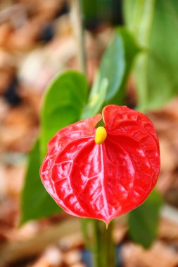 Anthurium Andreanum