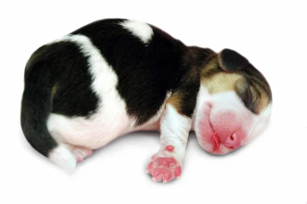 Cachorro beagle recién nacido —  Fotos de Stock