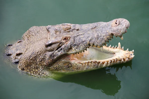 Krokodyl w wodzie — Zdjęcie stockowe