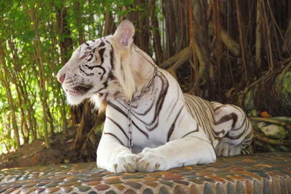 stock image White tiger in zoo