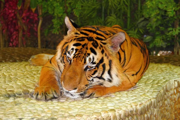 Tigre rojo grande — Foto de Stock