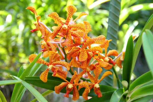 Orange Mokara orchid — Stockfoto