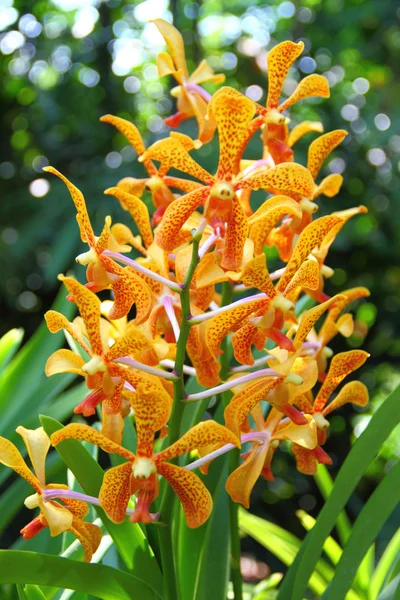 Oranje mokara orchid — Stockfoto