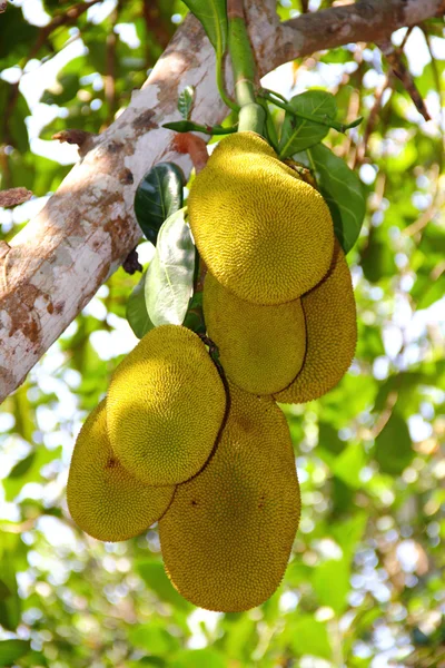 Jackfrucht auf dem Baum — Stockfoto