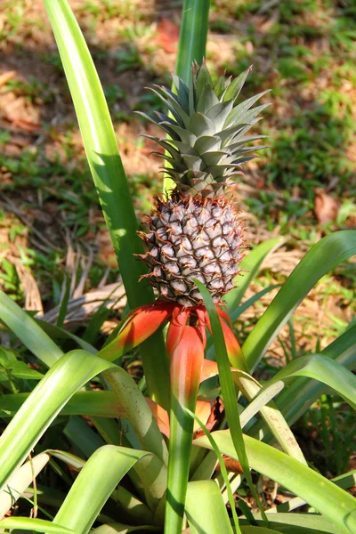 Växande ananas — Stockfoto
