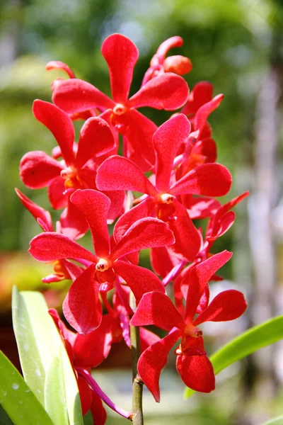 Röda mokara orchid — Stockfoto