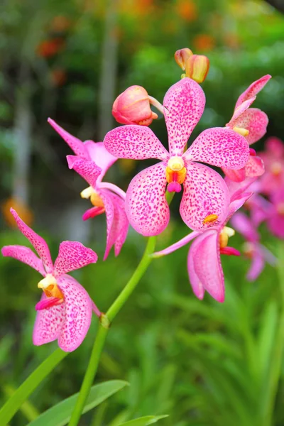 Розовая мокарская орхидея — стоковое фото