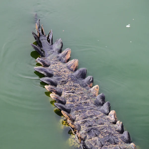 Svansen av en krokodil — Stockfoto
