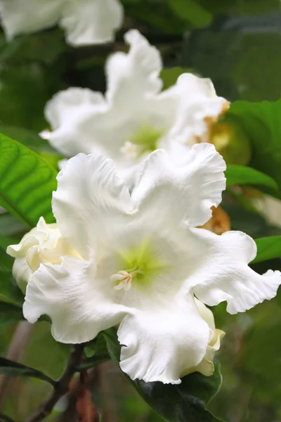Tropiska blommor — Stockfoto