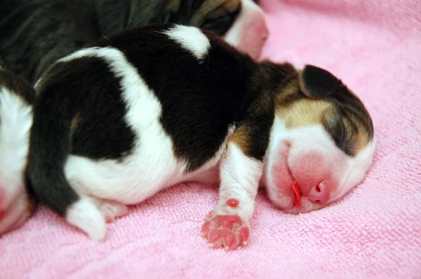 Pasgeboren beagle pup — Stockfoto