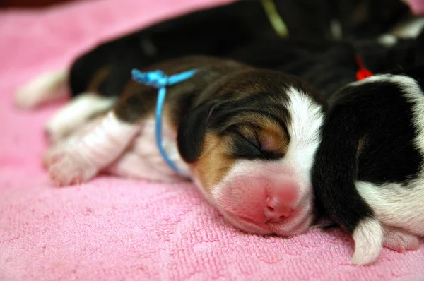 Pasgeboren beagle pups — Stockfoto