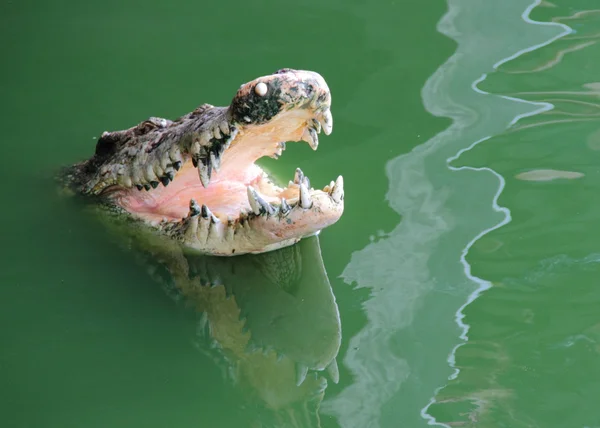 Сrocodile in water — Stock Photo, Image