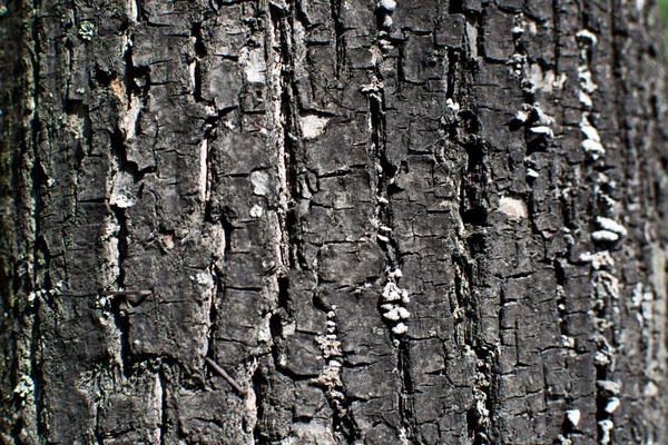 Tree bark texture Stock Picture