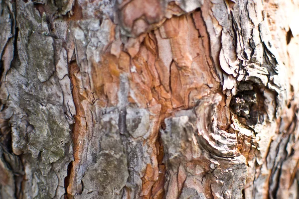 Tree bark texture Royalty Free Stock Photos
