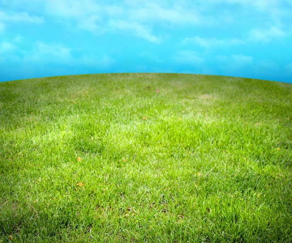 Verde grama prado fundo — Fotografia de Stock