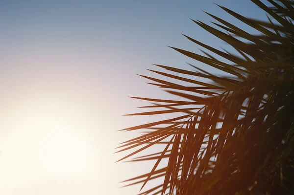 Les palmiers contre le ciel bleu — Photo
