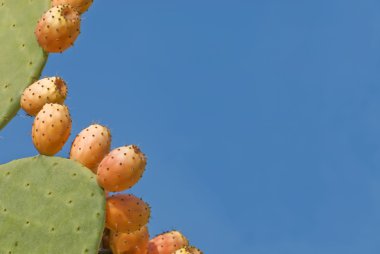 Prickly pear cactus clipart