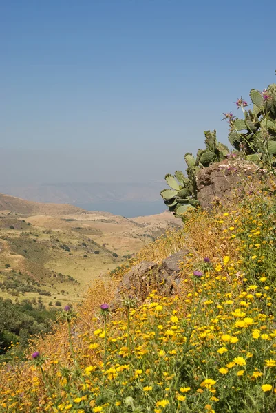 Golanhöhen Stockfoto