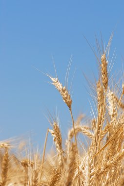Wheat on a field clipart