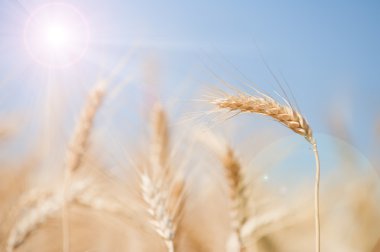 Field of wheat clipart