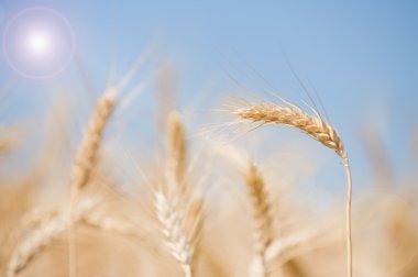 Wheat on a field clipart