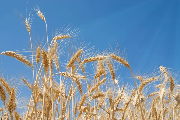 野の麦 — ストック写真
