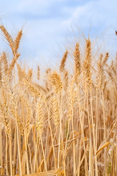 Weizen auf einem Feld — Stockfoto