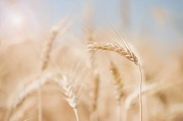 Pšenice na poli — Stock fotografie