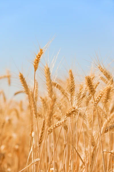 Pole pšenice Stock Snímky
