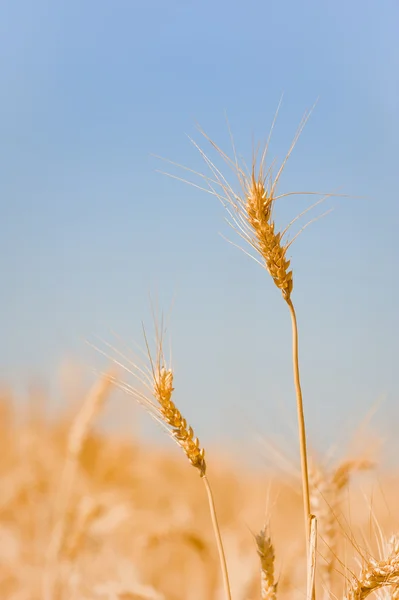 Buğday tarlası Stok Fotoğraf
